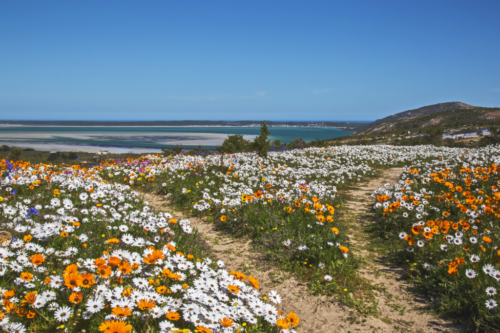 Cape-Town-West-Coast-Wild-Flowers