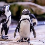 penguin-cape-town-tourism