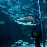 shark-waterfront-two-oceans-aquarium