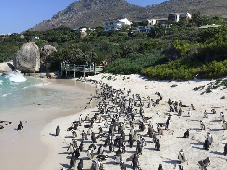 Penguins-Boulders-beach